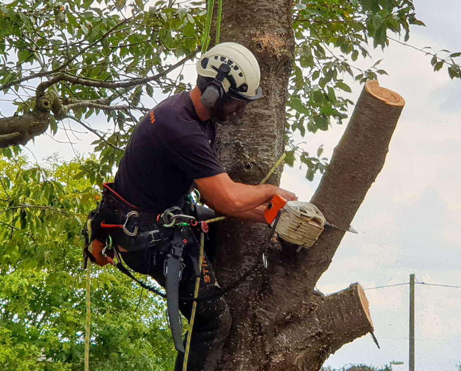 Looking for arboricultural services?