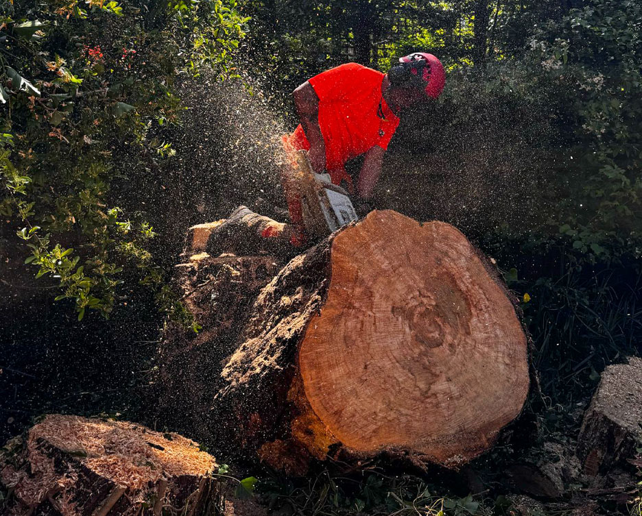 Do you have a Tree Preservation Order?